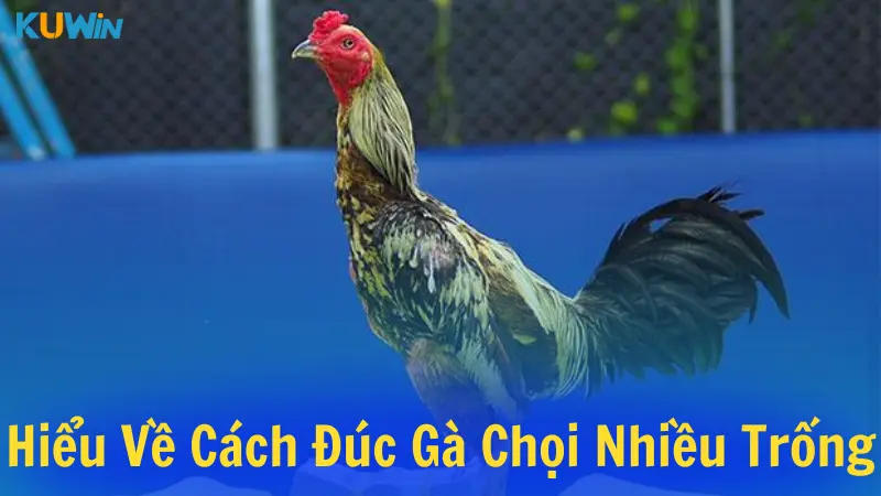 Cách đúc gà chọi nhiều trống