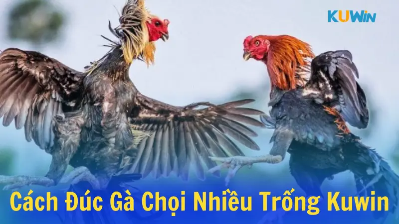 Cách đúc gà chọi nhiều trống được hiểu ra sao?