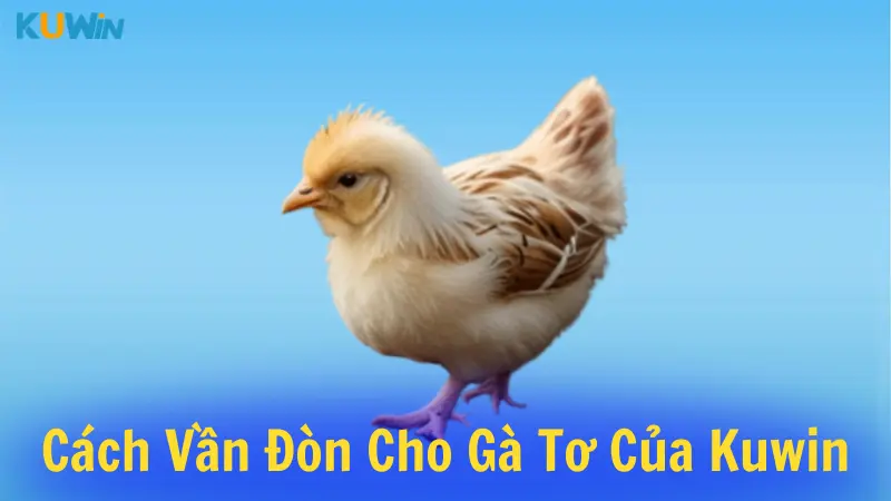 Những cách vần đòn cho gà tơ kuwin