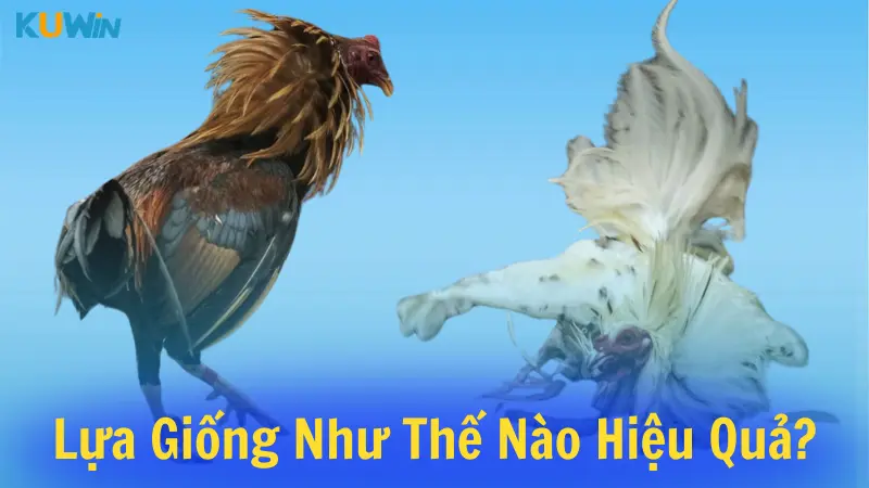 Lựa giống như thế nào hiệu quả?