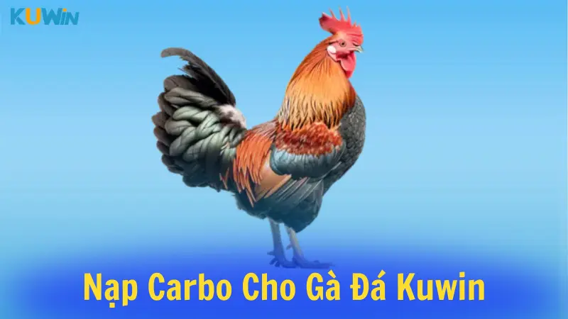 Nạp Carbo Cho Gà Đá