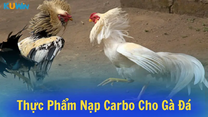 Nguồn thực phẩm để nạp carbo cho gà đá