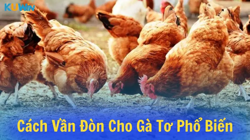 Những cách vần đòn cho gà tơ phổ biến nhất