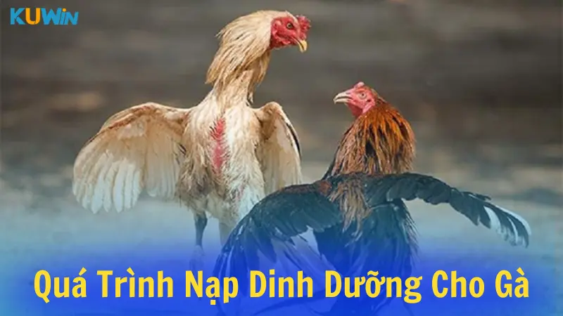 Đây là quá trình dung nạp dinh dưỡng cho gà 