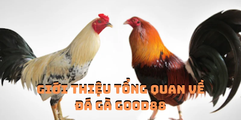 Giới thiệu tổng quan để người chơi nắm rõ thông tin đá gà Good88