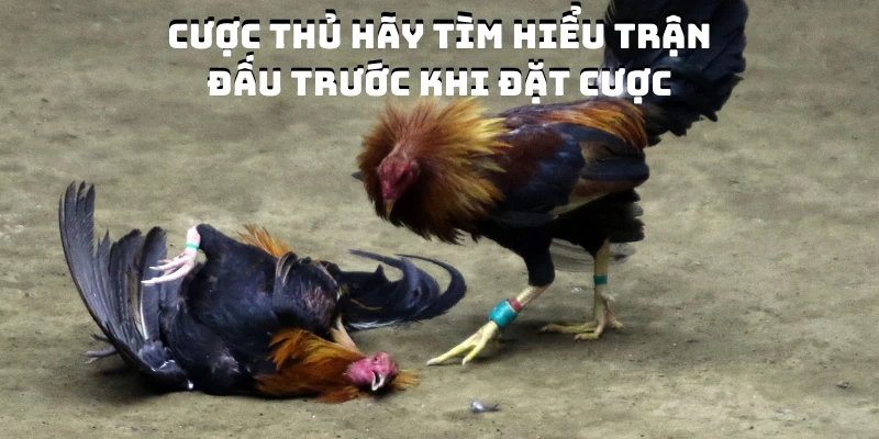 Hãy tìm hiểu trận đấu và chiến kê trước khi đặt cược